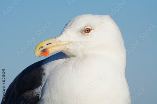 Herring gull portrait © Jonathan