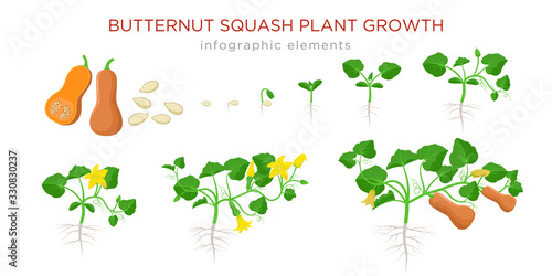 Butternut squash plant growth stages infographic elements in flat design. Planting process of Cucurbita moschata from seeds, sprout to ripe pumpkin fruit, life cycle isolated on white background