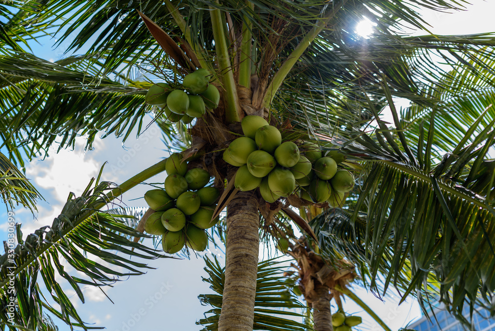 Fototapeta premium Copa de palmera con cocos verdes 