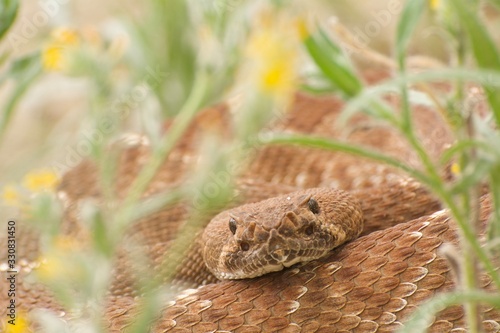 Red Diamond Rattlesnake