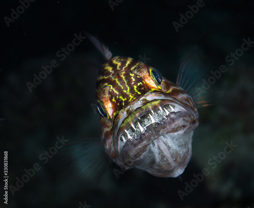 Cardinalfish © nakielphoto