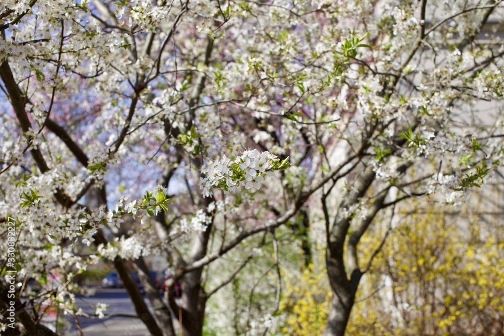 White cherry blossom in bloom in spring sunshine