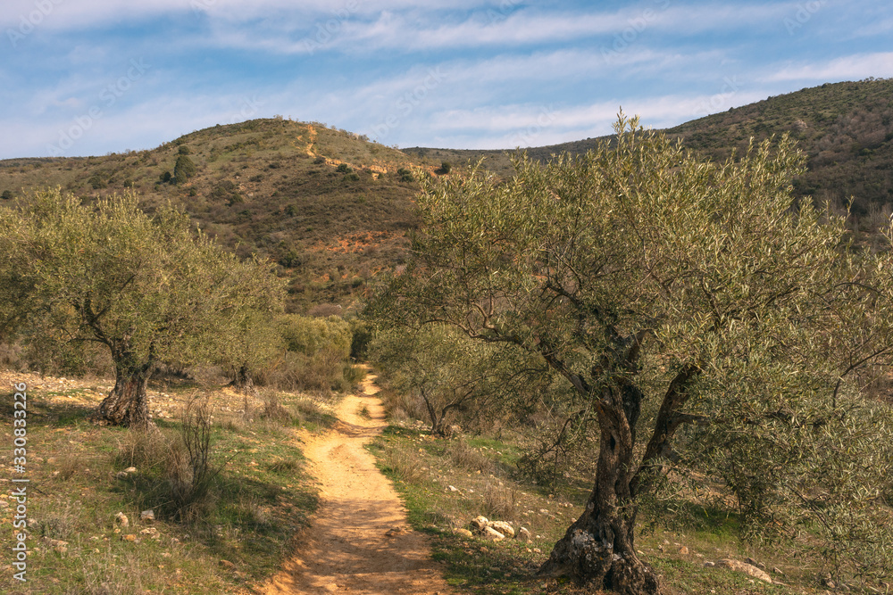 On the way to Las Cárcavas in Madrid, Spain, with olive trees around. Nature concept