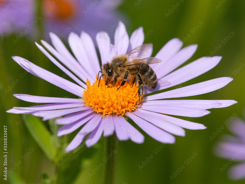 bee or honeybee sitting on flower, Apis Mellifera bee or honeybee sitting on flower, Apis Mellifera