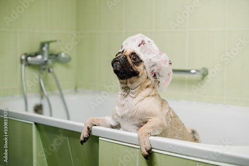 dog in bathroom