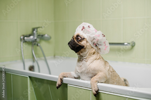 dog in bathroom