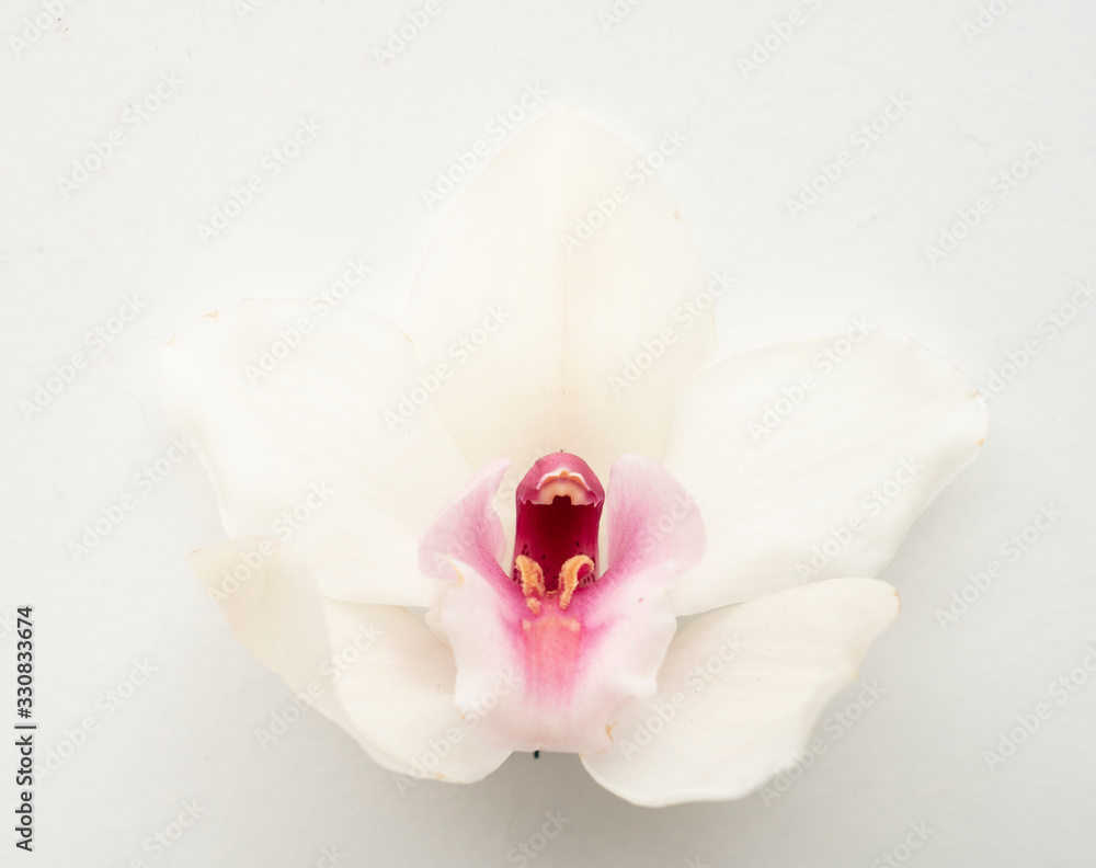 Tropical elegat orchid bloom floral background Tropical elegat orchid bloom floral background
