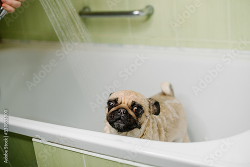 pug in the bathroom