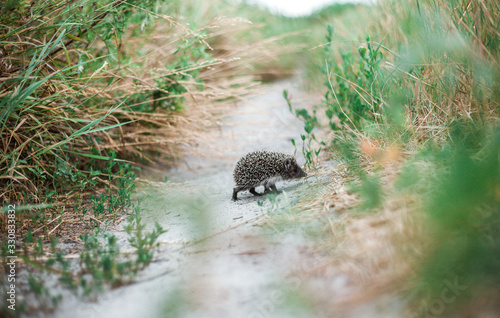 hedgehog in grass