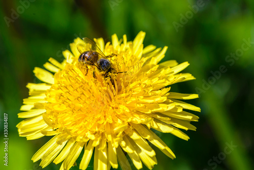 Bee collects nectar on yellow dandelion flowers