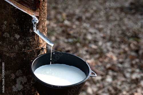 Fresh milky Latex flows from para rubber tree into a plastic bowl