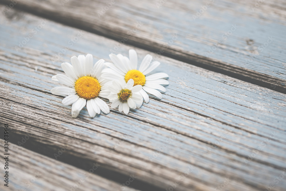 Obraz premium Gänseblümchen, Margeriten - Blüten auf blauem Karton, Vorlage für Design, Hintergrund