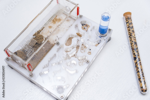 Acrylic ant farm, formicarium with messor ants and tools for care and feeding on a white background photo