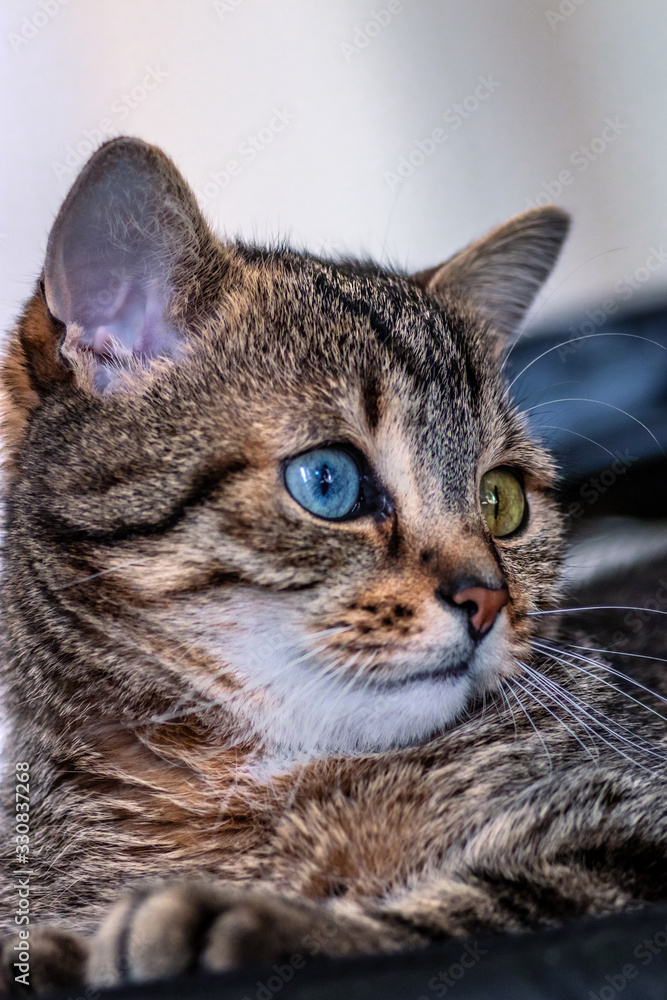 Kopf von kleiner Katze mit unterschiedlicher Augenfarbe blau, gelb (odd eyed), close up