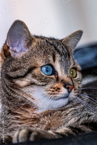 Kopf von kleiner Katze mit unterschiedlicher Augenfarbe blau, gelb (odd eyed), close up © dreamcatcher