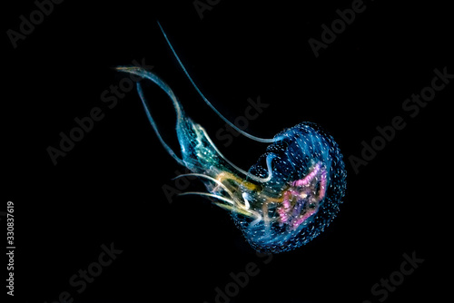 Dancing jellyfish © nakielphoto