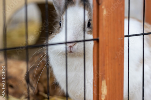 White and brown rabbit in an animal shelter is inside the hutch. The background is a brown blurred straw