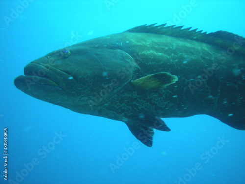 Goliath Grouper in Belize