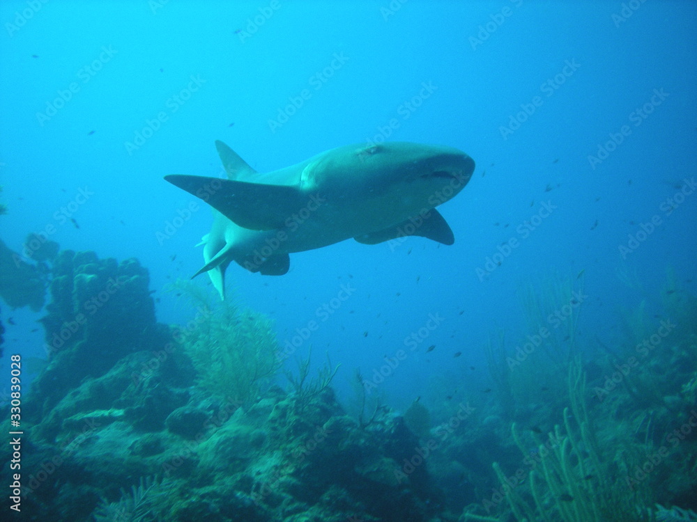 Nurse Shark Ambergris Caye, Belieze Nurse Shark Ambergris Caye, Belieze