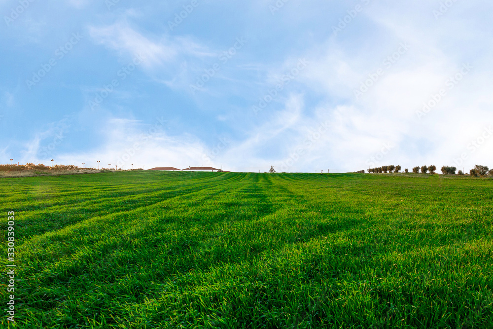 Green fields of grass in the spring sky