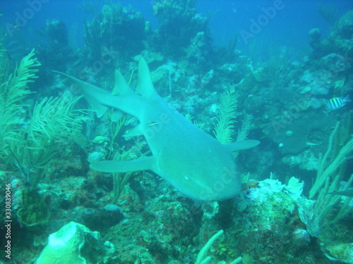 Nurse Shark in Ambergris Caye Belize 