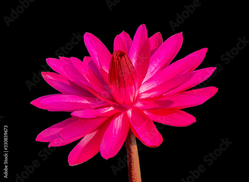 Nymphaea 'Red Flare'