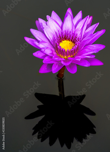 Shadow Lily