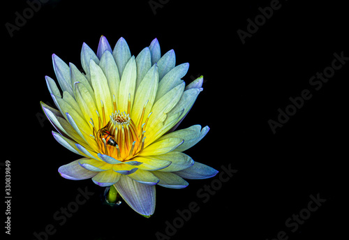 Lily & Bee