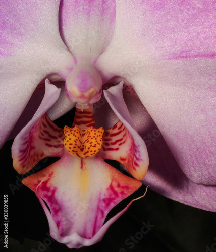 Orchid 51