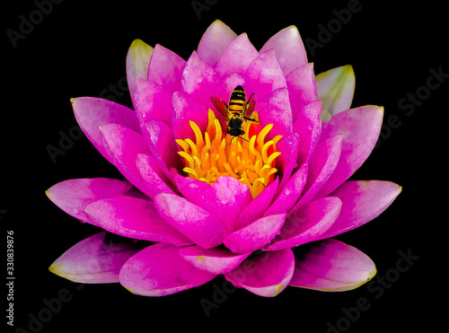 Lily Pond Fly