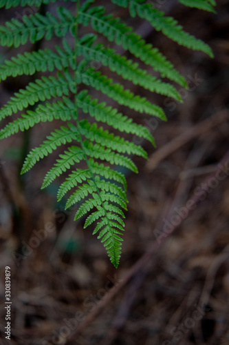 Fern