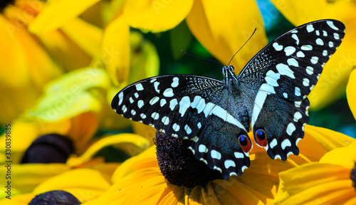 Butterfly 1