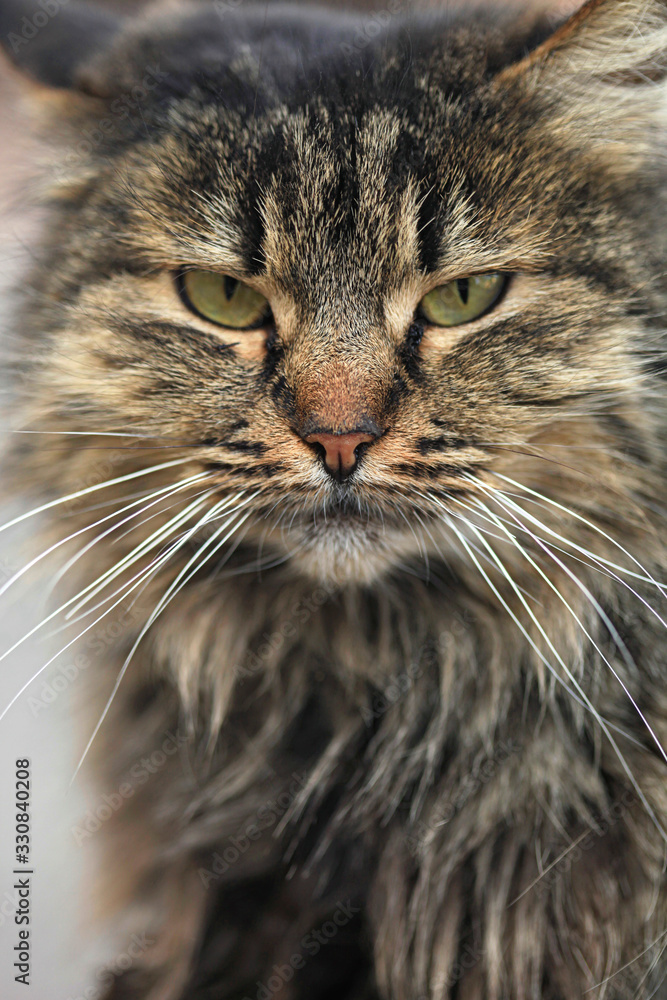 Portrait of fluffy grey cat