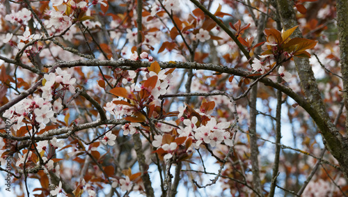 Prunus cerasifera | Kirschpflaume mit weiß Blüten mit allenfalls ganz leichtem Rosaton und stark duftend. Blätter sind rotbraun gefärbt 