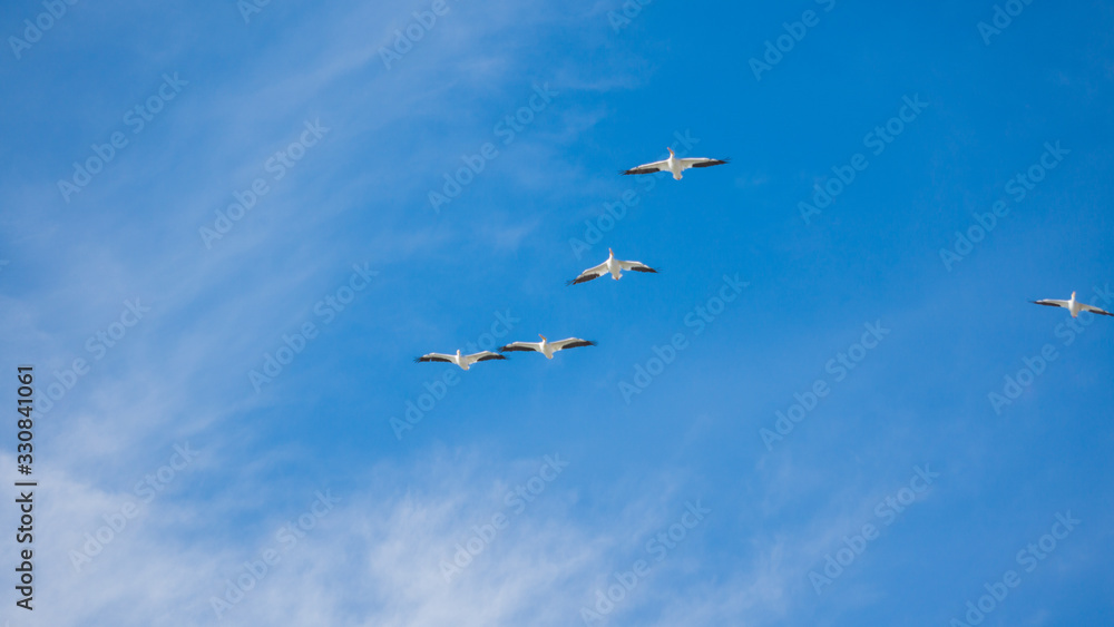  Flock white birds in the sky