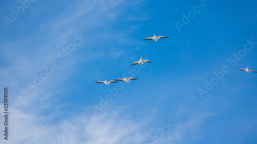  Flock white birds in the sky