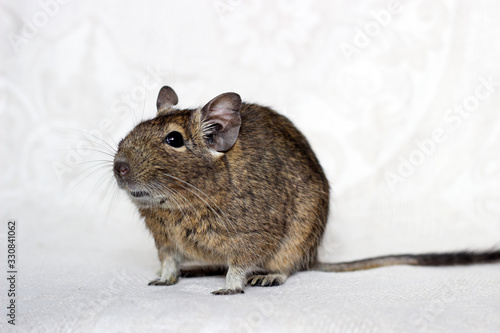 Agouti degu sitting on a beige background. Adult animal photo