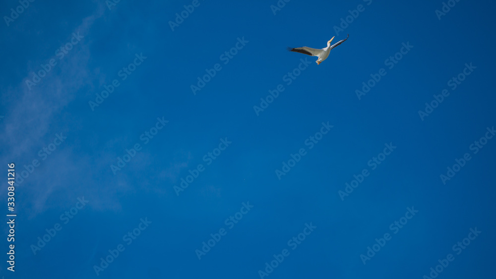 Obraz premium White bird on the sky