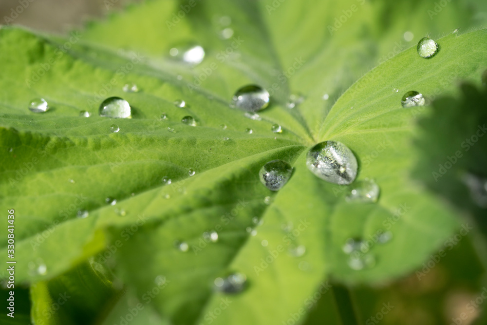 Drops of rain on the leaf of a Lady's mantle Achamilla Mollis with sunlight Drops of rain on the leaf of a Lady's mantle Achamilla Mollis with sunlight