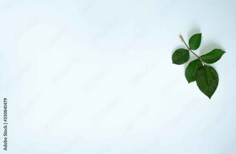 Fresh leaves in a corner of a blue background Fresh leaves in a corner of a blue background