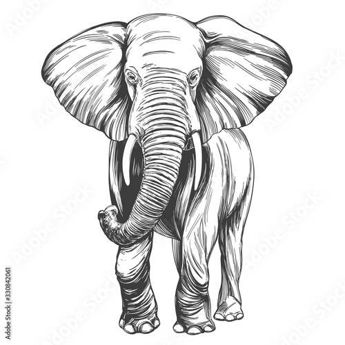 elephant hand drawn vector illustration realistic sketch