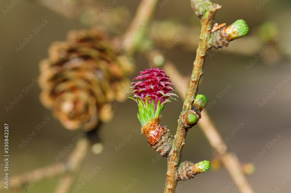 Obraz premium Red immature female cone of European larch in spring