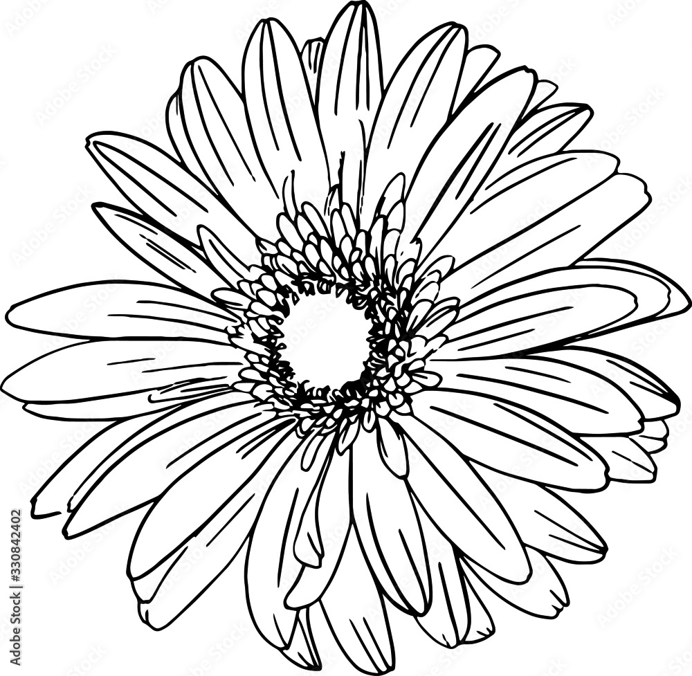 hand drawn flower gerberas in the Doodle style