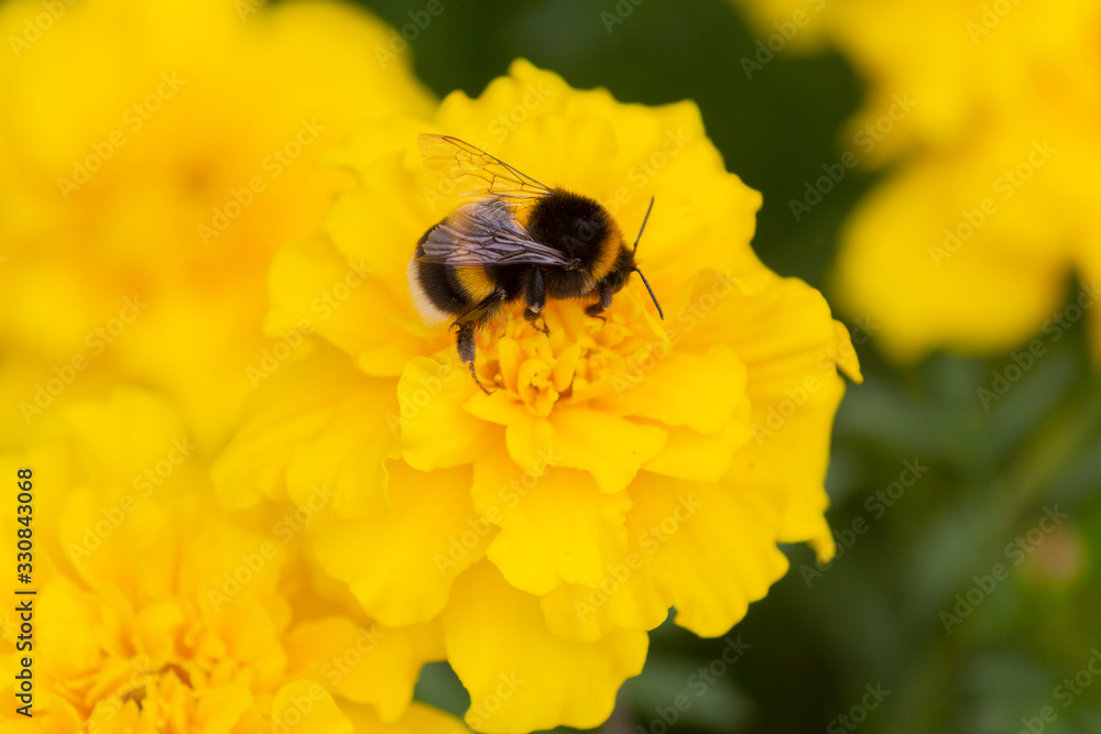 Bumblebee pollinates a yellow flower on the lawn. Nature Bumblebee pollinates a yellow flower on the lawn. Nature