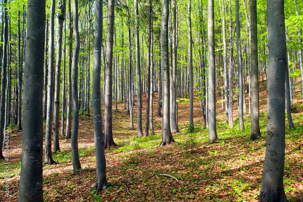 springtime view from european beech wood springtime view from european beech wood