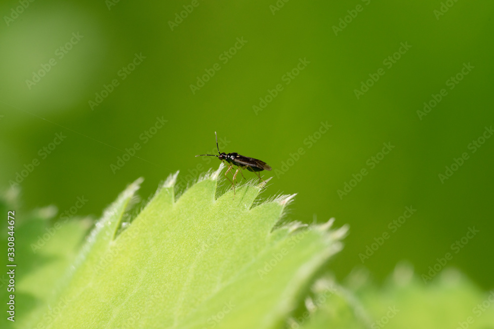 Insect or small bug walking on the edge of a leaf of a Lady's mantle Achamilla Mollis Insect or small bug walking on the edge of a leaf of a Lady's mantle Achamilla Mollis
