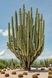 Massive Saguaro Cactus  Green giant cactus in a desert