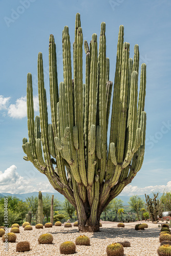 Massive Saguaro Cactus  Green giant cactus in a desert photo