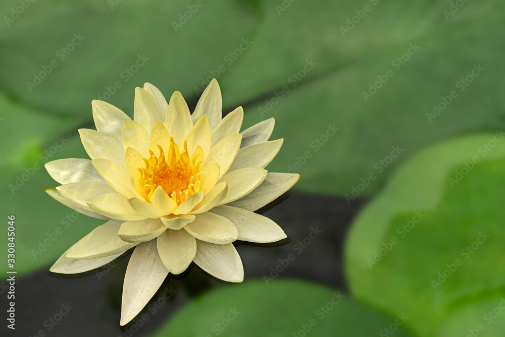 Beautiful water lily or lotus flower Majestic Blooming of this exotic lotus flower Beautiful water lily or lotus flower Majestic Blooming of this exotic lotus flower