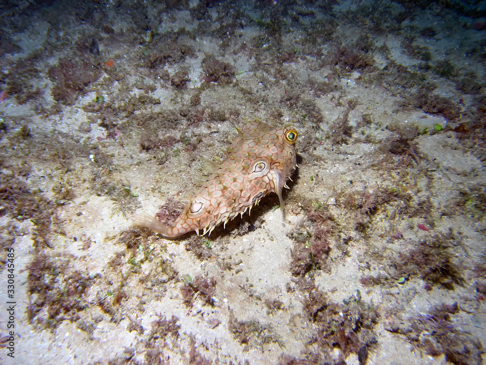 A Web Burrfish (Chilomycterus antillarum) A Web Burrfish (Chilomycterus antillarum)